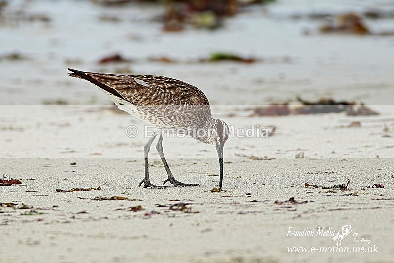 Curlew 060512 24c - Nature