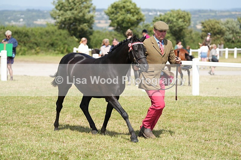DSC07383 - Class 69: NPS Show Pony 4 years and over