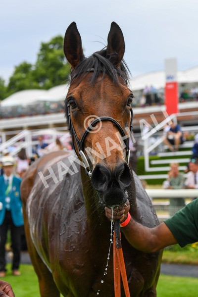 170623-Race 3-Quickthorn-0500 - Race 3 3.05pm Sky Bet Race To The Ebor Grand Cup Stakes
