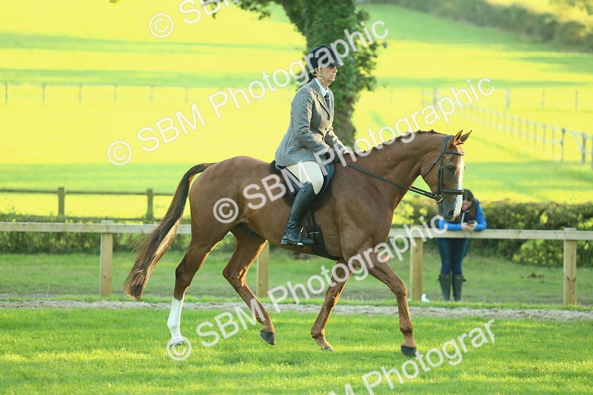 SBM_55654 - S14 - Riding Club Horse