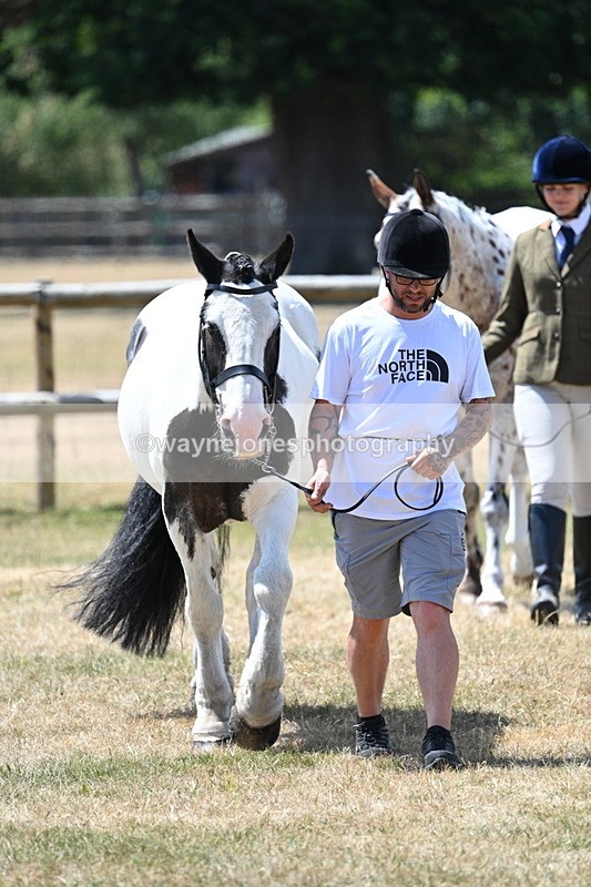 WJ7_2437 - Class 5a Most Handsome Gelding in hand (above 14.2hh)