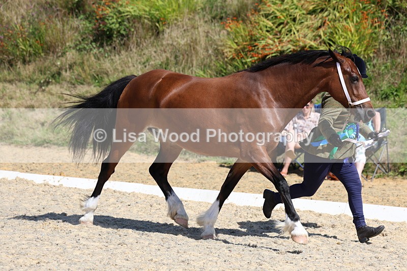 3E7A9840 - In Hand Championship