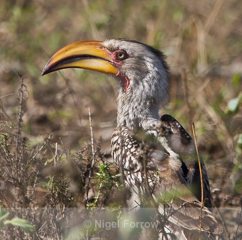Close-up of Southern Yellow-billed Hornbill on the ground - Southern Yellow-billed Hornbill