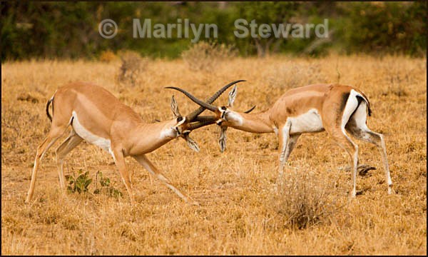Impalas rutting #1 - Kenya, Tsavo East