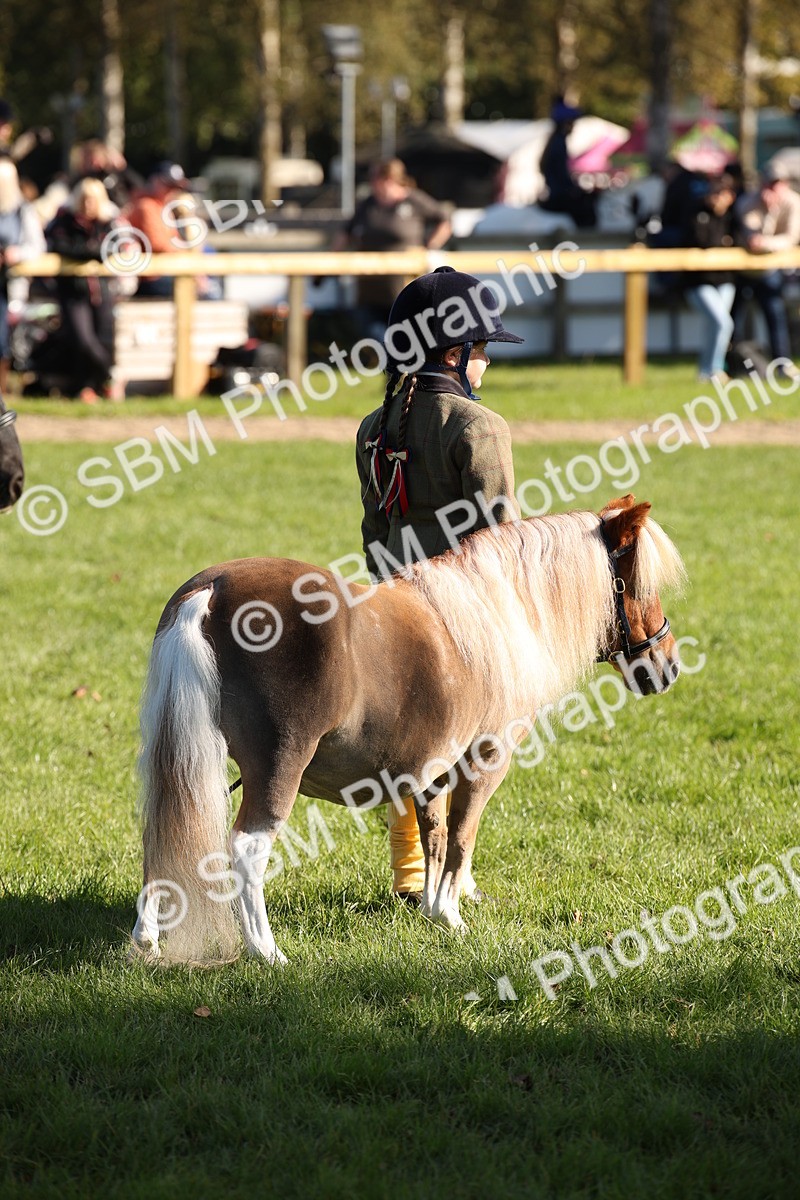 SBM_36603 - S10 - Best In Hand Horse & Pony
