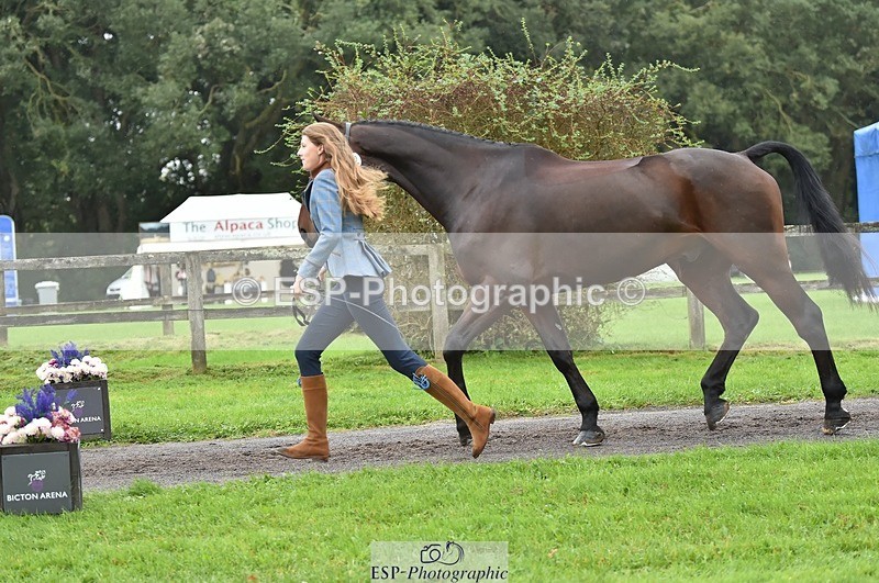 231018-124044-00446 - 052-SHANNONDALE.COURAGE-Georgina.Beeby.Wynn-TrotUp