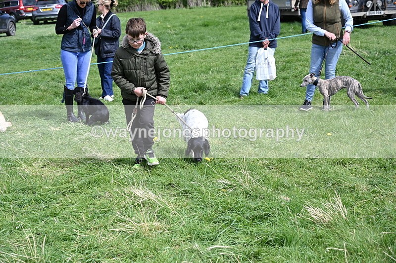 WJ6_9060 - Class 8 Best Working / Gun Dog or Bitch