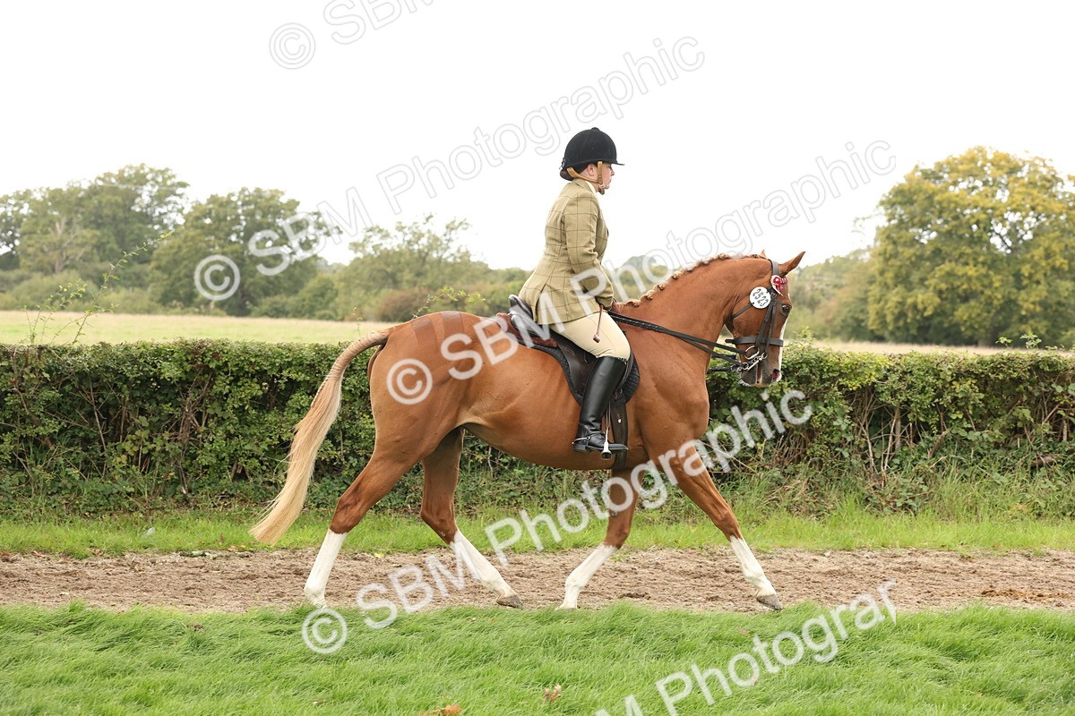 SBM_64172 - S65 - Riding Horse & Hack & Thoroughbred Ridden
