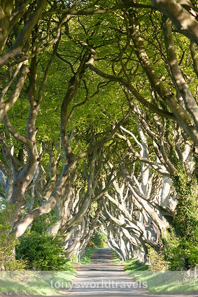 Dark Hedges 2, Beech trees in a row in Co.Antrim, Northern Ireland - Ireland