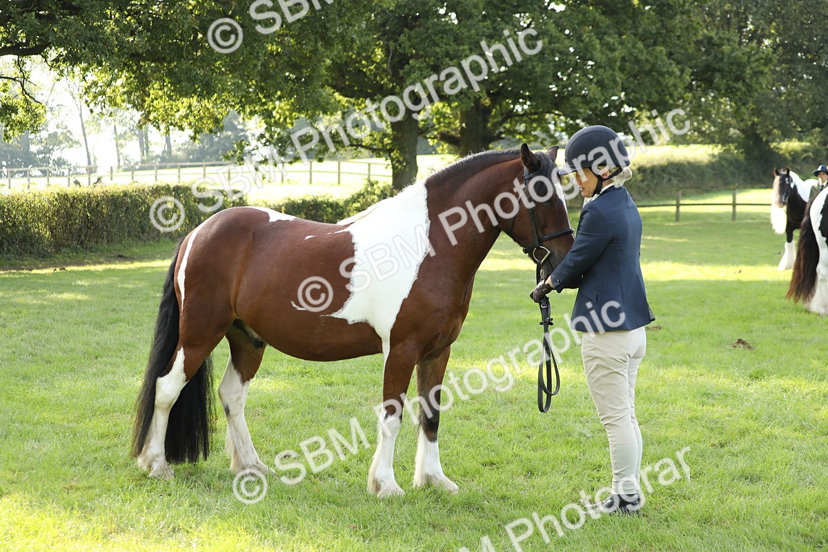 SBM_60930 - S43 - Coloured Pony In Hand