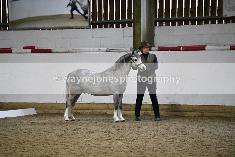 WJ5_5183 - Class 4 In hand M&M - small breeds