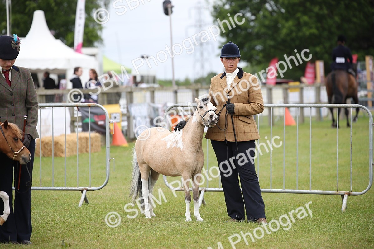 SBM_03988 - Class 23-25 - British Miniature Horse of the Year