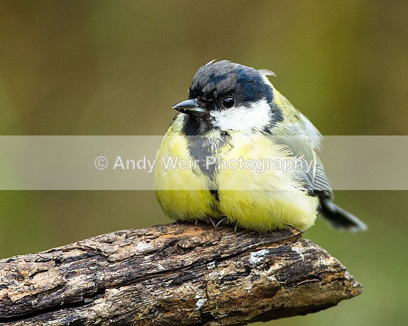 20130901-3K8A5729 - Great Tit