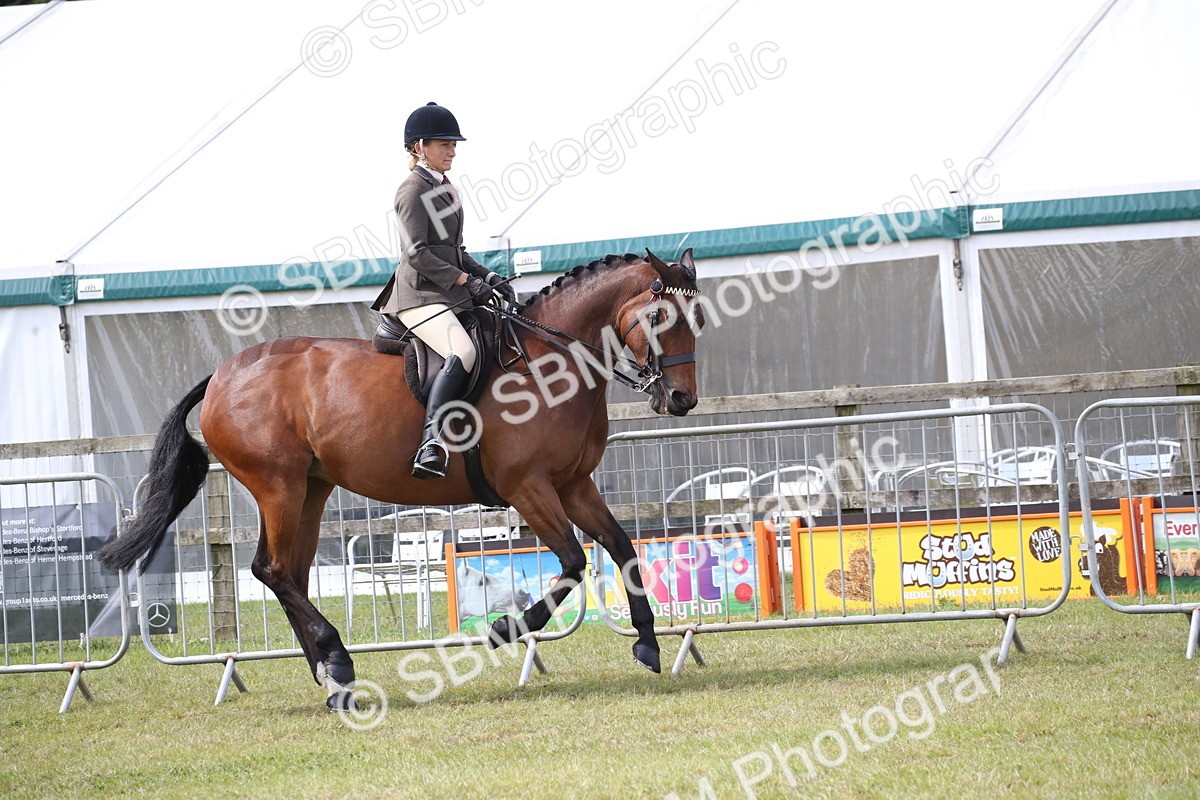 SBM_13219 - Class 95-96 - LIHS BSHA Rising Star Hack Riding Horse