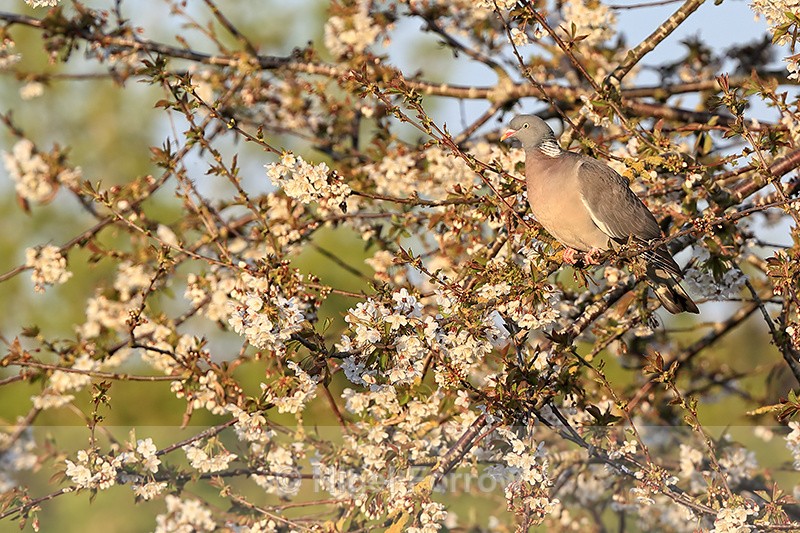 Woodpigeon perched in flowering tree, Oxfordshire, UK - Woodpigeon