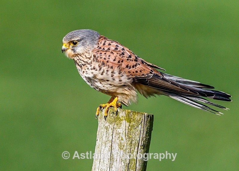 Astland Photography, Bird and Wildlife Images, Susan and Peter Wilson, U.K.