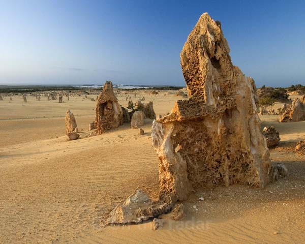 Highly evolved - Fingers in the Desert