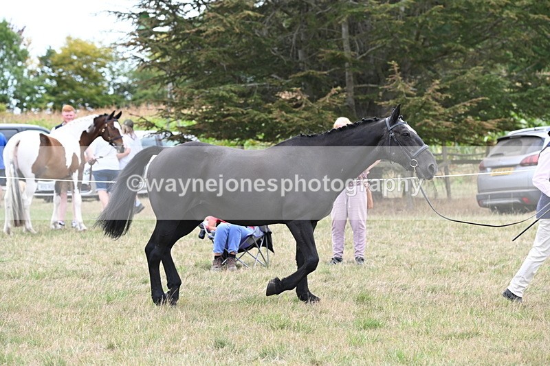 WJ6_6112 - Class 19 In-hand Veterans (Uploaded correct folder)