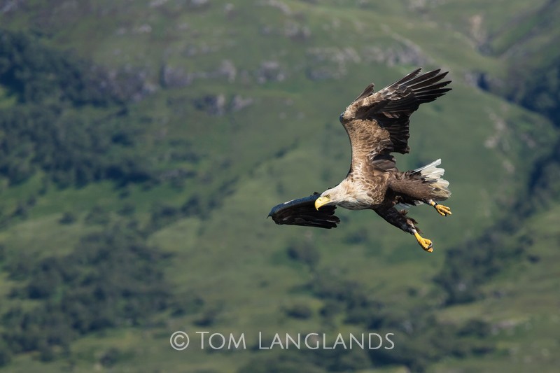 White-tailed Eagle - Birds of Prey