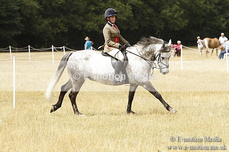_BS_0998 - Working Hunter Championship BVRC Show 2018