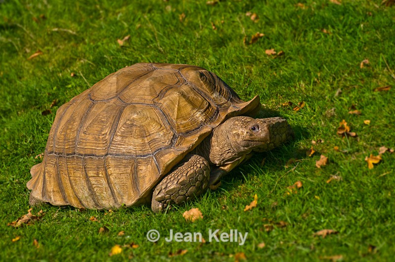 Tortoise - 0503 - Tortoises