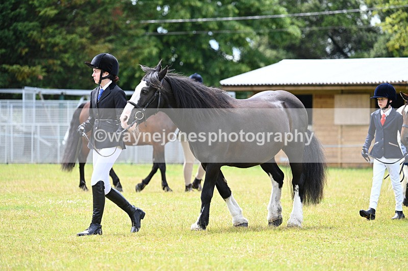WJ7_6590 - Class 5 Handsome Gelding in hand