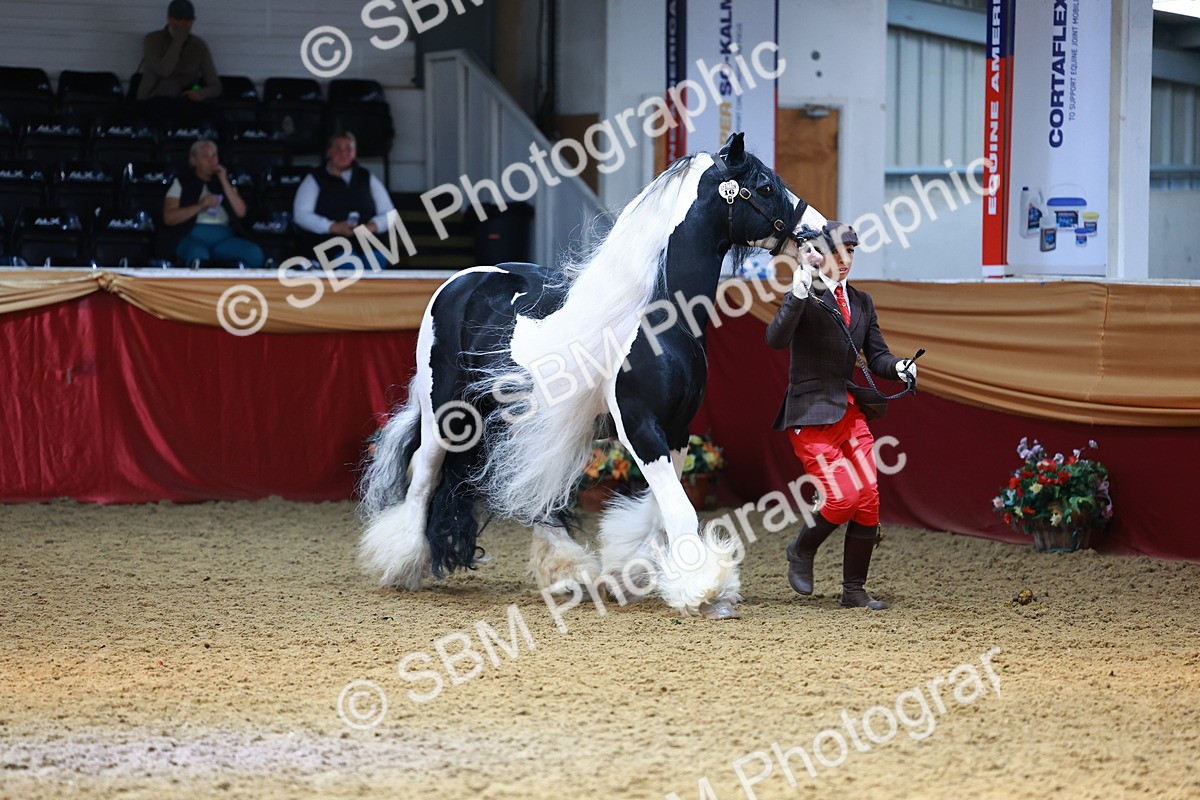 SBM_23223 - Class 903 - Supreme Final - IH Pre Vet