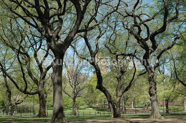  - Central Park