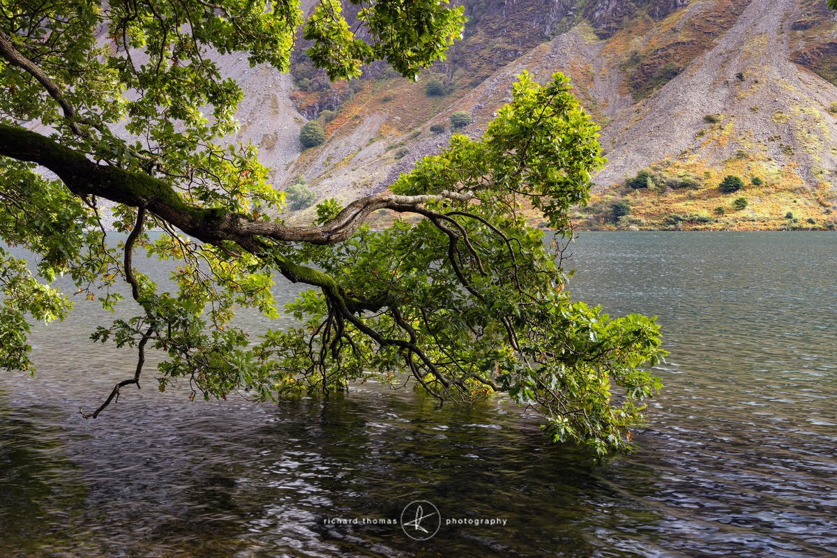 Oak dipping - Wast Water - Freshwater