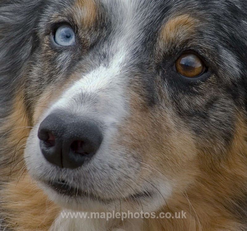 Blue Merle Portrait - Dogs!