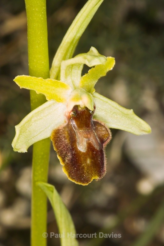 Early Spider Ophrys (Ophrys sphegodes.) - Orchids - Ophrys