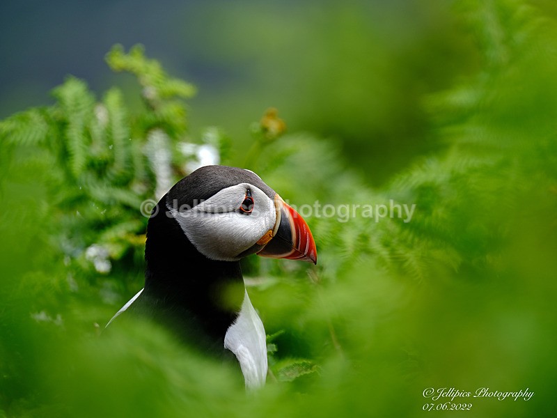  - Wildlife and Nature