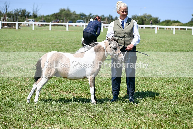 DSC_7072 - Class 60: Miniature Horse 2 & 3yr olds