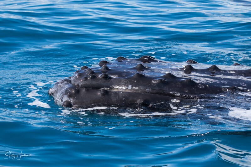 Humpback Tubercles 1