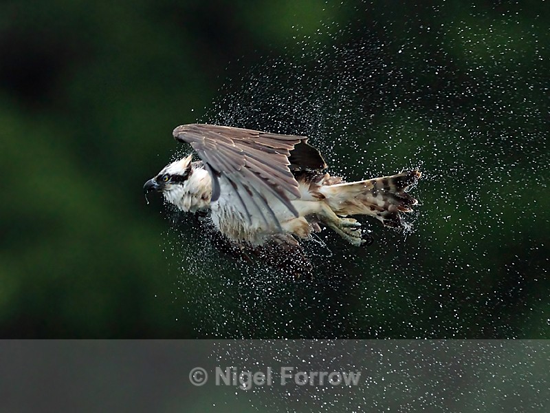 Osprey shaking itself free of water in mid-flight - Osprey