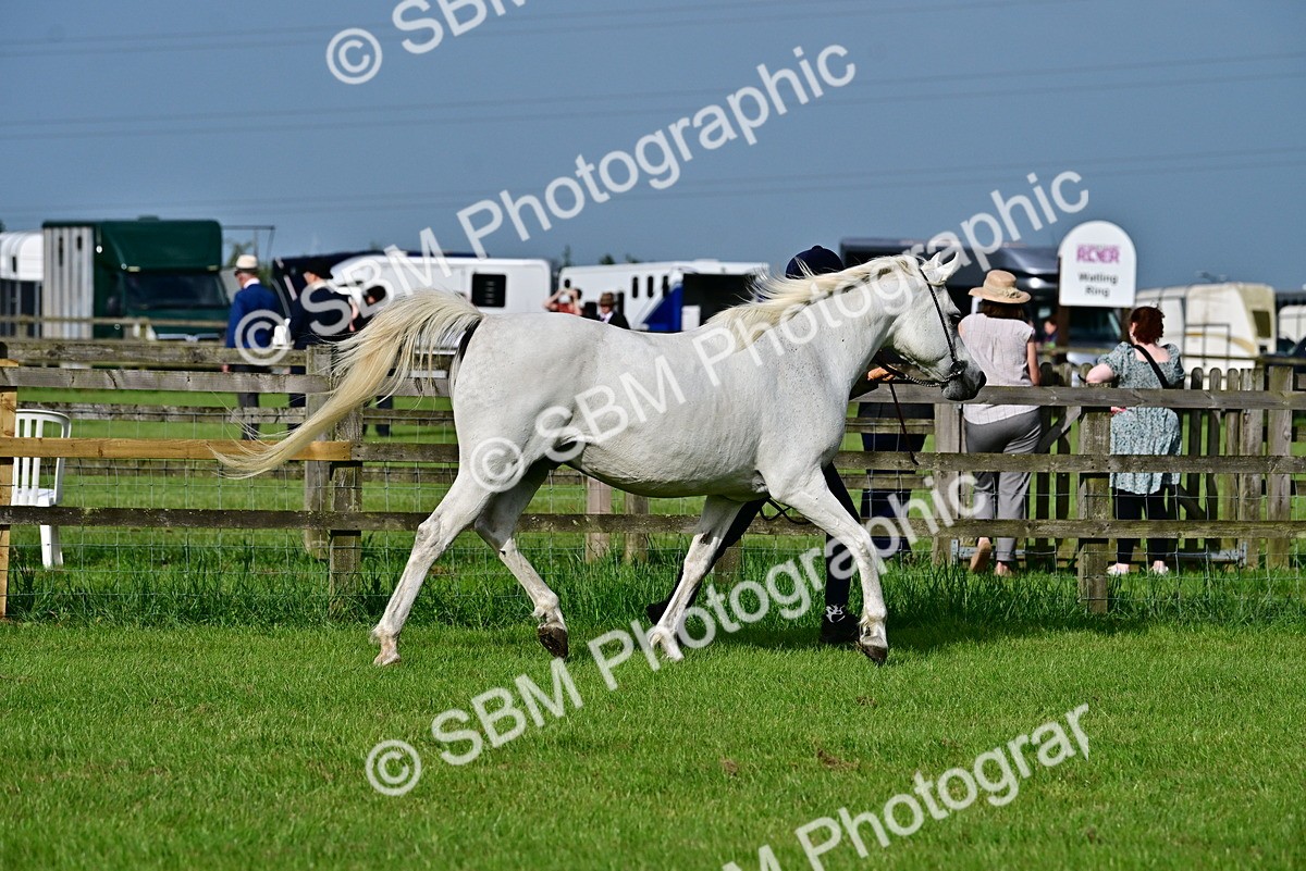 SBM_00031 - Class 46-49 - Arab and Part Bed-Anglo Arab In Hand