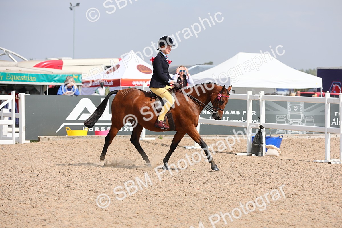 SBM_15567 - Class 311 Ridden Show Pony/ Show Hunter Pony
