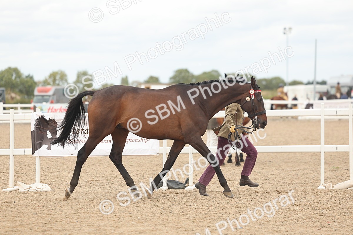 SBM_17056 - Class 313 - IH Retired Racehorse