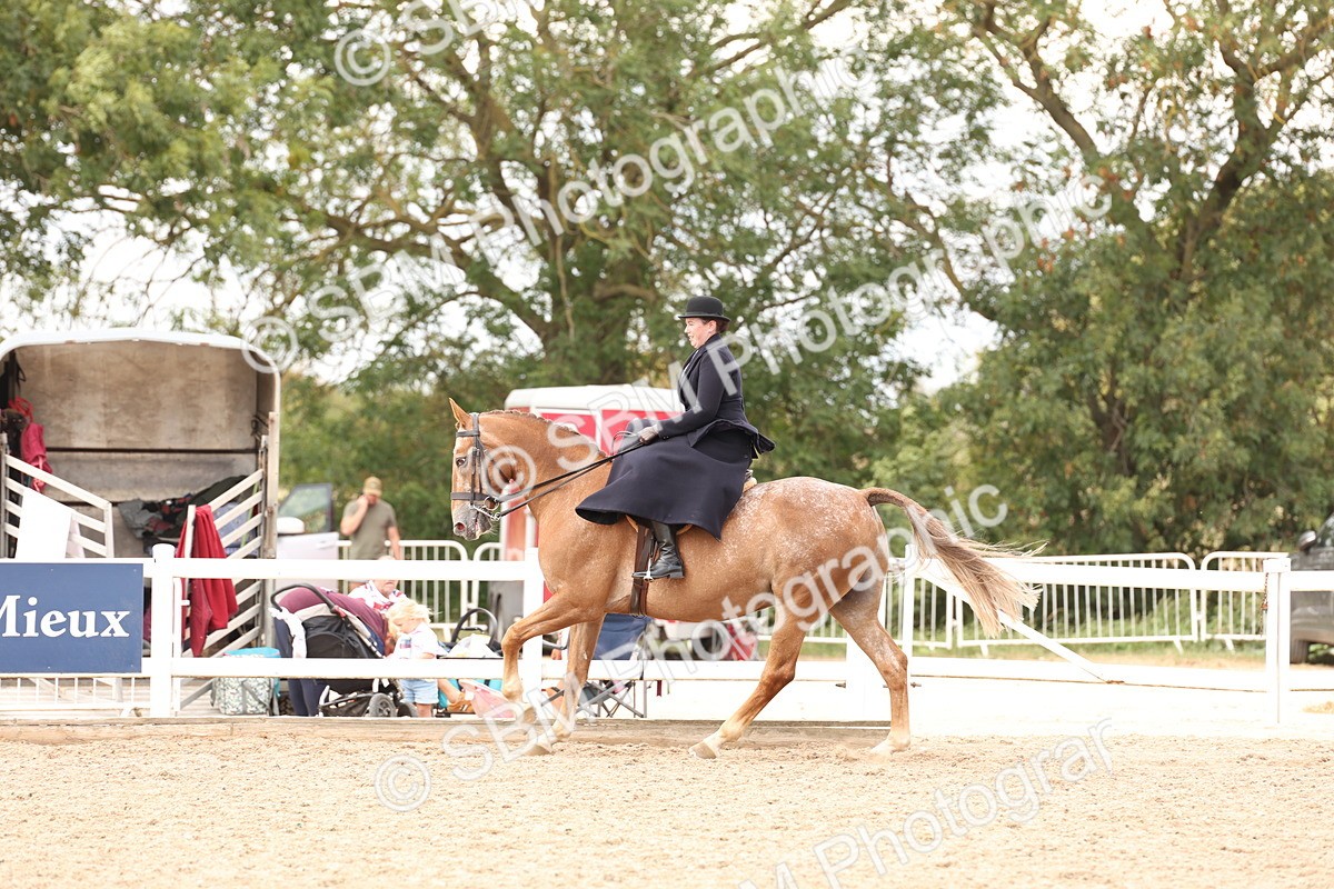 SBM_16409 - Class 211 - Best Side Saddle Horse - Pony