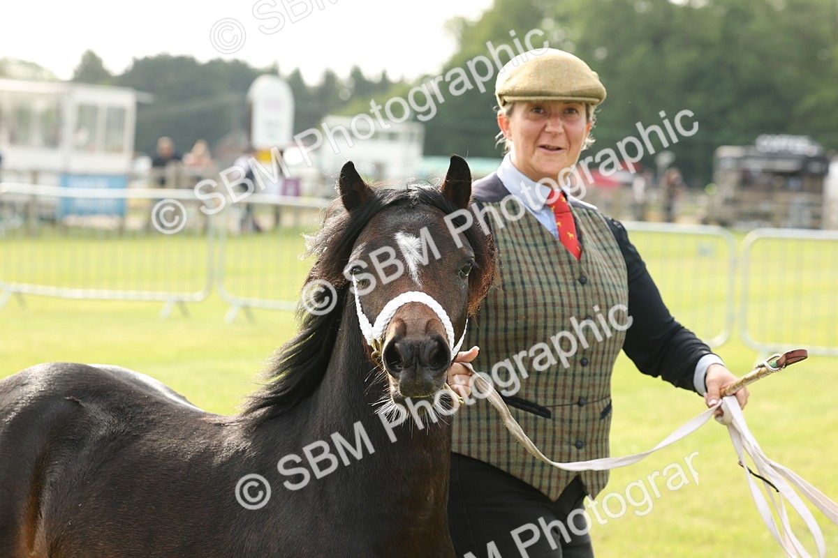 SBM_00384 - Class 6-13 - Mountatin and Moorland In Hand Welsh Breeds