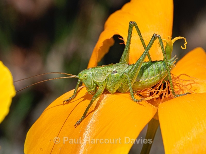 Great green bush cricket (Tettigonia viridissiam)  nymph  - Ten Metres from Home 2021