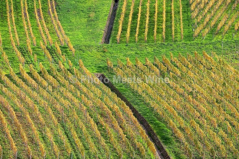  - Vineyards & Vines / Weinberge & Reben
