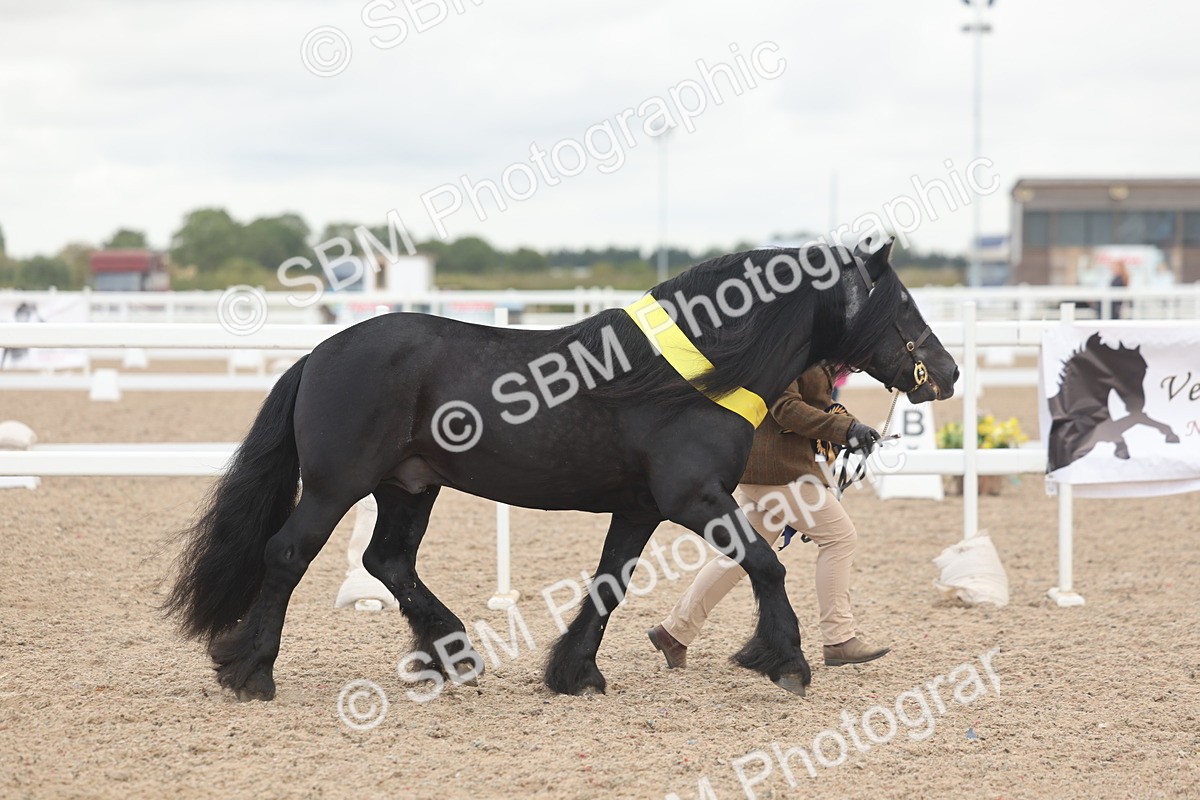 SBM_03311 - Class 16 - IH M&M Wildcard