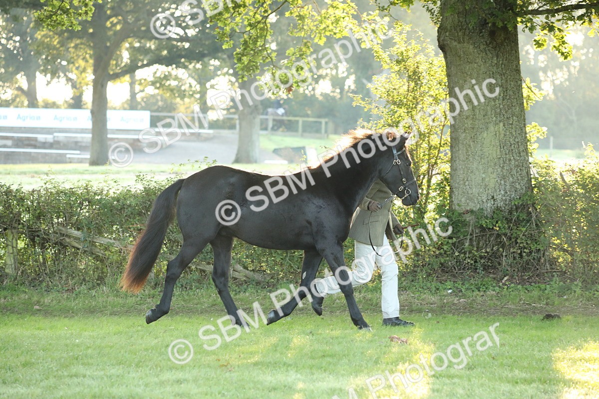 SBM_57818 - S42 - Youngstock
