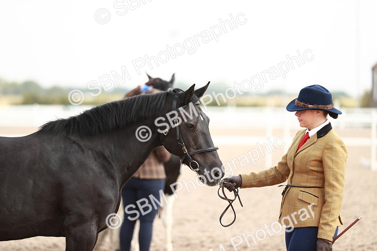 SBM_11900 - Class 206 IH Non Show Type Pony