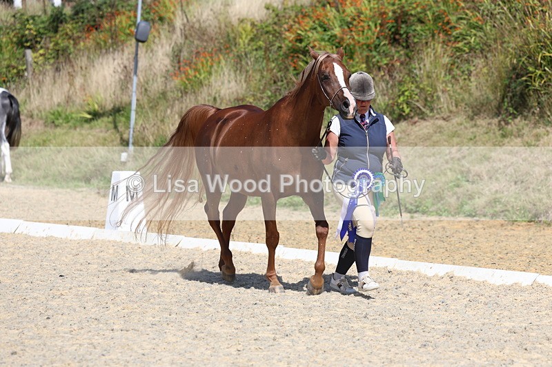 3E7A9982 - In Hand Championship