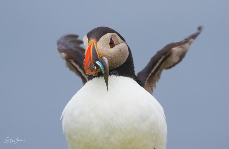 Puffen with Fish 20 - Puffins