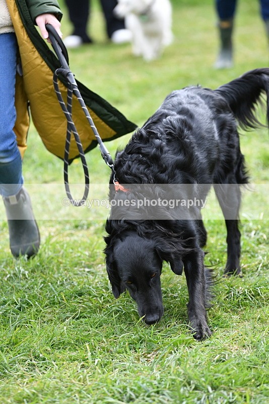 WJ5_9316 - Class 1 Best Cross Breed / Heniz 57