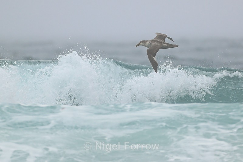 Southern Giant Petrel & breaking wave, Saunders Island, Falklands - Southern Giant Petrel