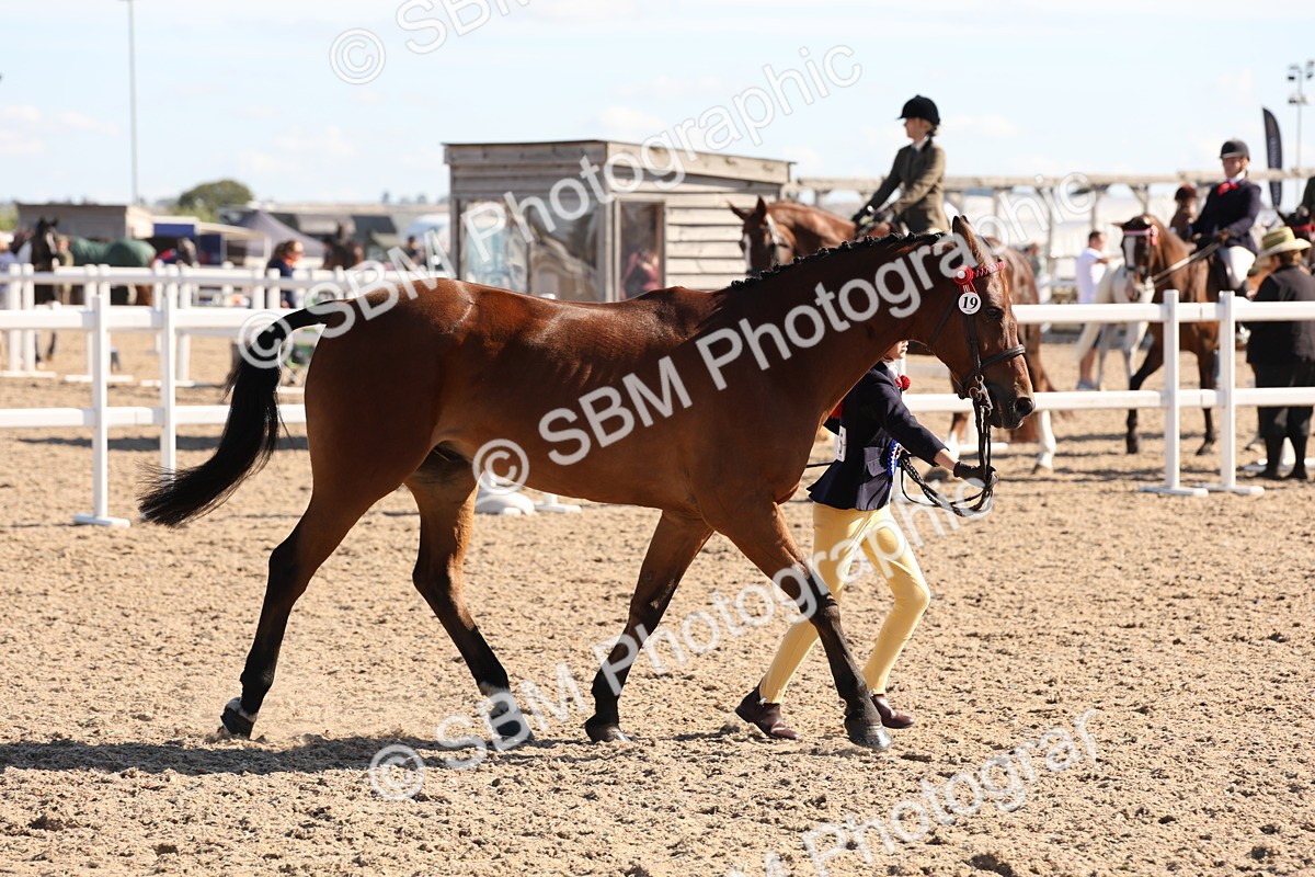 SBM_12856 - Class 205 - IH Show Pony - Show Hunter Pony